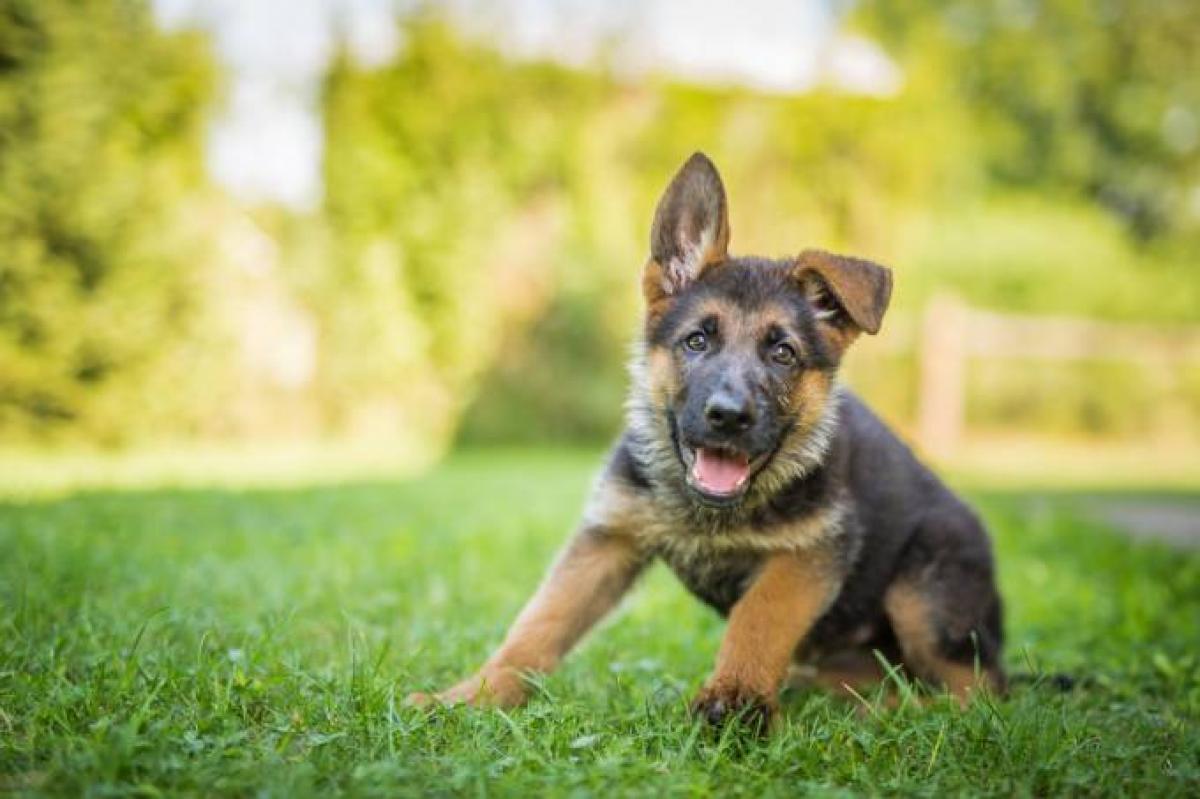 Convívio com homem mudou a estrutura do cérebro dos cachorros