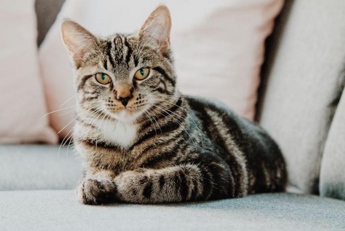Empresa anuncia primeira clonagem de gato na China